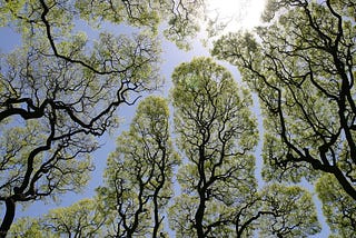 ‘Crown Shyness’