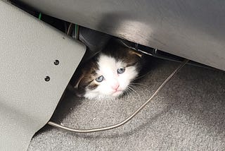Cat Tales: To Die Alone, Without A Name
