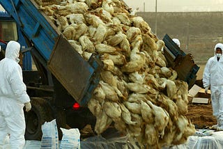 There Will (Probably) Be an H5N1 Pandemic in 2025. Be Ready.