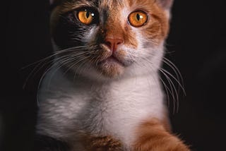 MOST EXPENSIVE CAT BREEDS