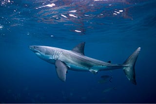 Shark Mentality: Eat or Be Eaten