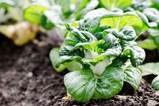 Grow bok choy as a spring or fall crop.