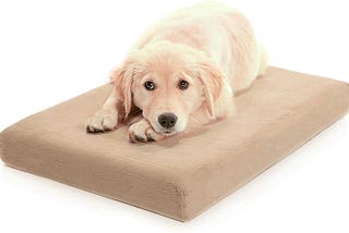 Best Orthopedic bed for dogs