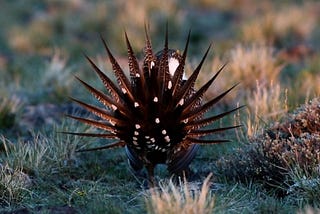 Seven Steps to Save Sage-Grouse