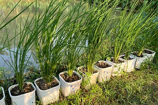 Tanam Padi di Pot