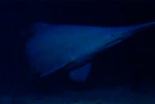 Field Note: When the Deep Sea Still Looks Mythical