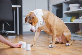 The Ultimate Guide Brain Training for Dogs — Why You Should Train Your Dog?