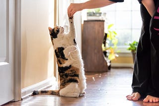 Want to Start Cat Clicker Training? Here’s How!