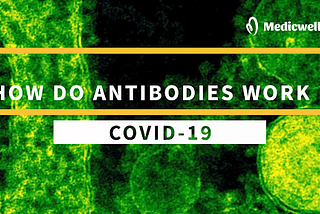 How do Antibodies Work?