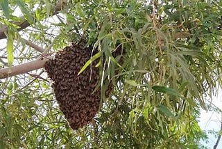 March is Here — Let the Swarming Begin