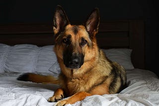 5 Reasons That Will Stop You From Sharing A Bed With Your German Shepherd