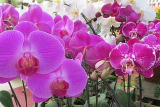 How to Propagate Orchids