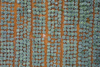 Unlocking Plant Potential: A Beginner’s Dive into Fertilizer Varieties