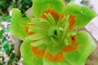 Green and Orange Flower