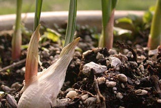 How to plant garlic