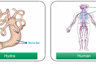 Nervous system: hydra to human