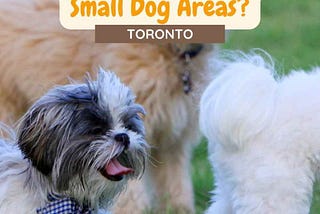 3 small dogs off-leash facing the right direction - image is the Pinterest Pin for 