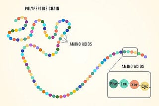 Protein Language Models (PLMs): Modelling Natural vs Protein Languages [1/3]