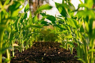 What soil testing can reveal about the health of your soil