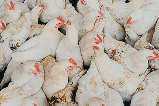 Bird Flu’s Breeding Grounds: the path to a safer food future