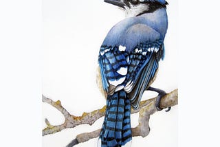 Blue Jay