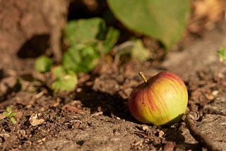 My Year In Apple’s Fruit Basket 2025