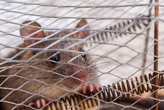 Professional Mice Removal Company in Ottawa: Say Goodbye to Rodents