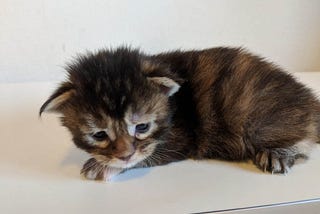 Female Maine Coon Moose Growing Up to One Year