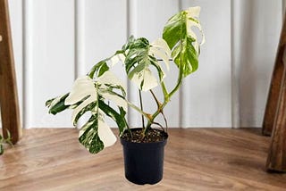 Monstera Albo — How To Propagate, Grow, And Care