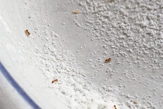 ants eating rice