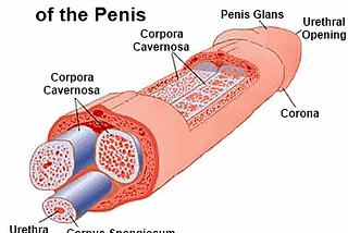 The Basics of Penis Anatomy — How Your Penis Works