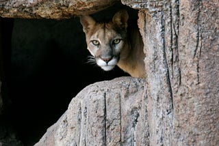 The Ancestors Pulled the Tail of the Cougar