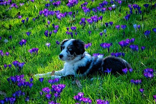 6 diseases that dogs are prone to in spring