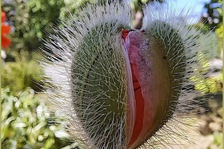 Flowers That Look Like Vaginas: Nature’s Unique Marvels