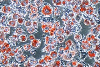 The Virus That Reprograms Your Fat Cells