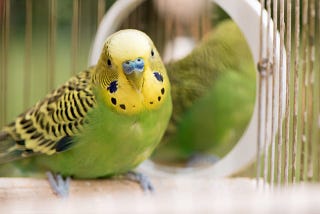 How Do You Take Care of a Bird for the First Time? Expert Tips