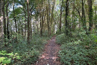 Photo by Author — an afternoon walk in the woods