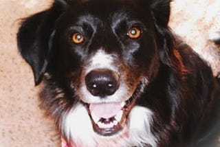 Lily Troi, a beautiful border collie with spiritual eyes and a joyful smile.