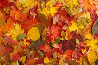 Amarillo como las hojas de otoño