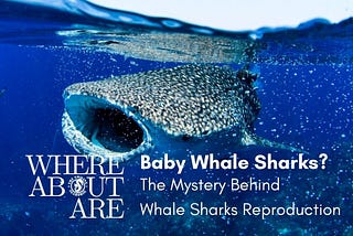 The mystery behind whale shark reproduction…