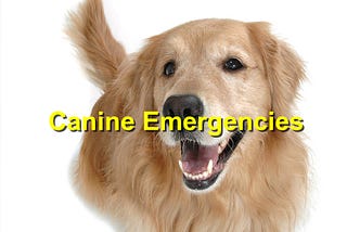 Common Canine Emergencies: When to Rush to the Vet