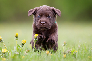 10 Reasons Why Labrador Retrievers Are the Most Easygoing Family Dogs