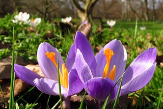 Beginning of saffron harvest in 60 hectares of Golpayegan farms , Iranian saffron, saffron harvest, saffron cultivation, economic prosperity in saffron, medicinal plants, Golpayegan saffron harvest, saffron harvest from Golpayegan farms