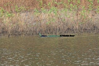 Can Peacocks Swim?