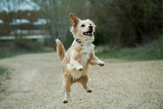 Source: https://www.thepuppyacademy.com/blog/2020/11/9/how-to-calm-an-over-excited-puppy
