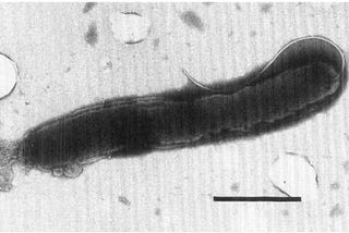 Does this newly discovered bacterium cause chronic gastric diseases like Crohns?