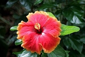 Do You Know The Health Benefits Of The Marshmallow Plant