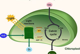 Photosynthesis for Humans