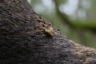 8 Facts on Banana Spiders Of Florida