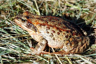 Interpopulation variation in prebreeding energy reserves of plateau brown frog (Rana kukunoris)